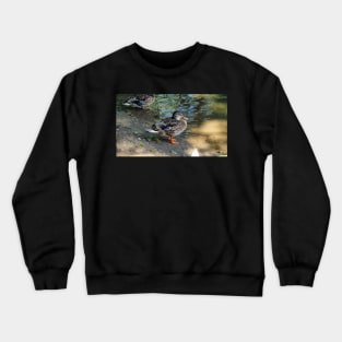 Mallard Duck On The Beach Crewneck Sweatshirt